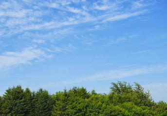 木　空　雲　素材