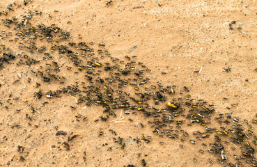 Hormigas Migrando