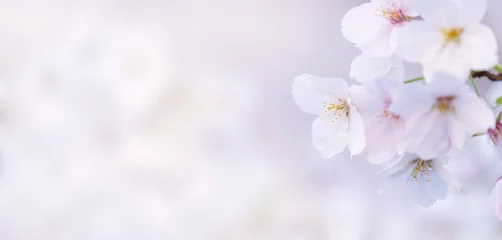 Poster 桜 © naka