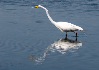 Orlando Wetlands