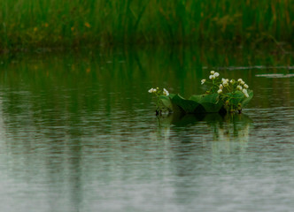 Flor en el Agua