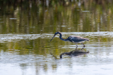 Orlando Wetlands