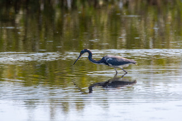 Orlando Wetlands