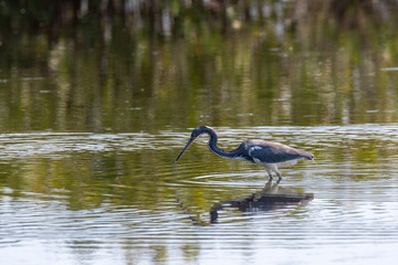 Orlando Wetlands