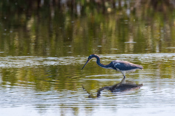 Orlando Wetlands
