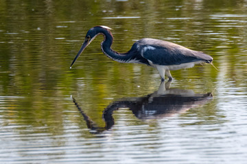 Orlando Wetlands