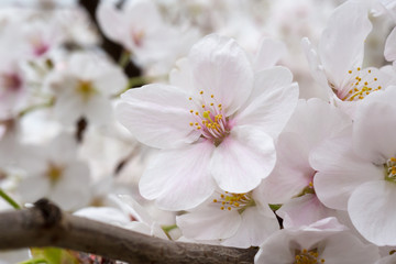 Fototapeta na wymiar cherry blossoms in chiba