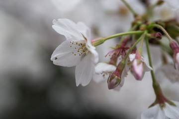 cherry blossoms in chiba