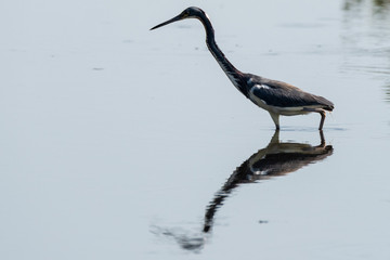 Orlando Wetlands