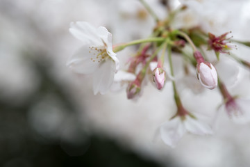 cherry blossoms in chiba
