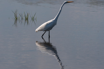 Orlando Wetlands
