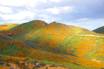 Tourists Walking through colorful orange hills of poppies in California during Super bloom     