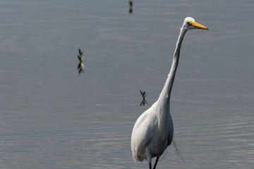 Orlando Wetlands