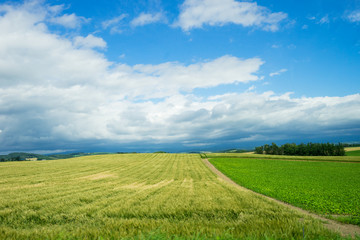 Hokkaido Field in Summer
