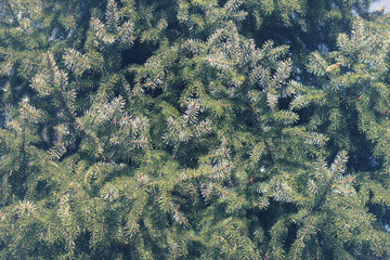 Tinted background with pine trees