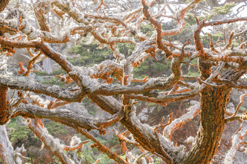 Trentepohlia on Cypress Trees at Point Lobos State Reserve. Carmel-By-The-Sea, Monterey County, California, USA.