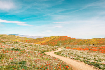 Wildflowers 