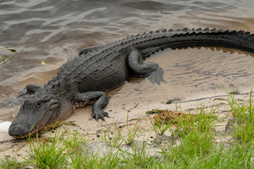 Naklejka premium Orlando Wetlands