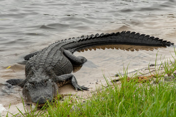 Orlando Wetlands
