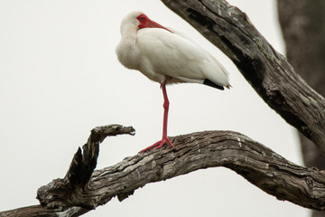 Orlando Wetlands