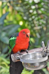 オウム　Parrot