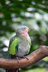オウム　Parrot