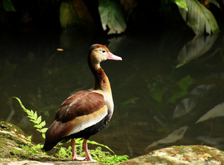 Natural park in Belem, Brazil. Animals and pure amazon nature living with harmony.