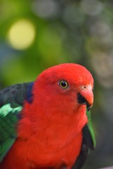 オウム　Parrot
