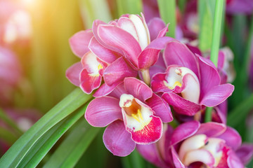 Orchid flower in orchid garden at winter or spring day for beauty and agriculture concept design. Phalaenopsis orchid. Rhynchostylis Orchid. Cymbidium Orchid. Vanda Orchid. Mokara Orchid.