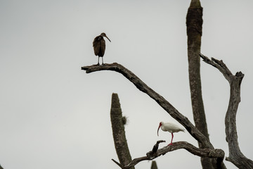 Orlando Wetlands