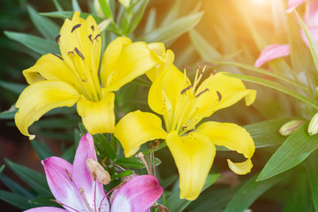 Lily flower and green leaf background in garden at sunny summer or spring day for beauty decoration and agriculture design. Lily Lilium hybrids.