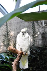 オウム　Parrot