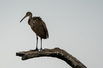 Orlando Wetlands