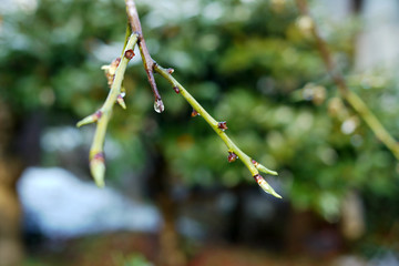 枝に滴る雫