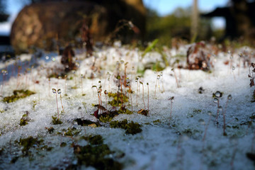 春雪と苔