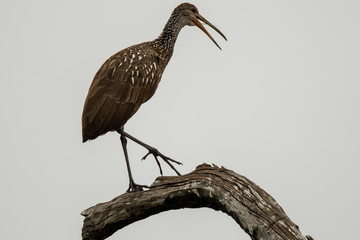 Orlando Wetlands