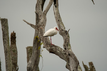 Orlando Wetlands