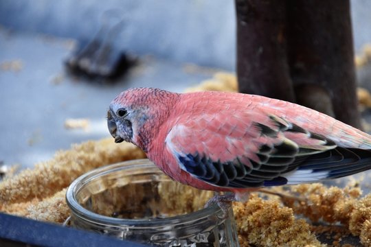 A Bourkes Parakeet
