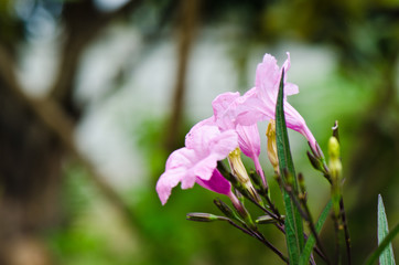 Beautiful pink flowers in nature