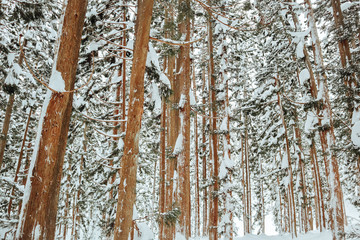 Fototapeta premium Snow Forest