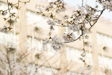 桜の花と背景の建物