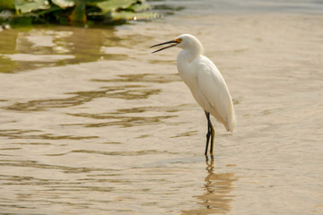 Orlando Wetlands