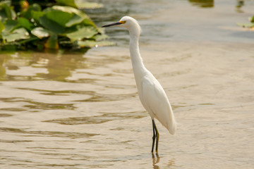 Orlando Wetlands