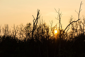Obraz premium beautiful landscape, sunset above forest