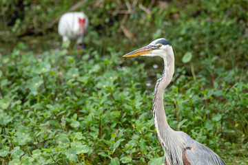 Orlando Wetlands