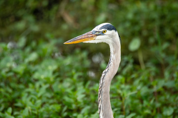 Orlando Wetlands