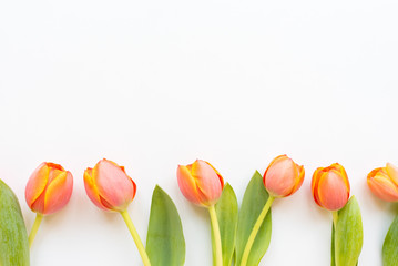 High angle view of orange tulips arranged in a row against white background with copy space...