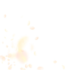 Yellow orange flower petals falling down. Adorable