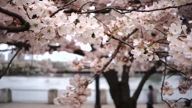 Cherry Trees blossom in springtime turning bright white to pink