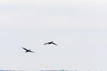 Black bird flying at the Conceicao Lagoon, in Florianopolis, Brazil.